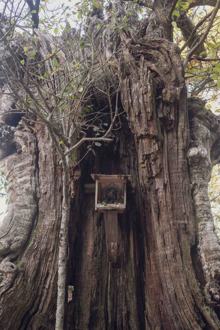 Edicola nell'albero Foto: Michele Di Mauro