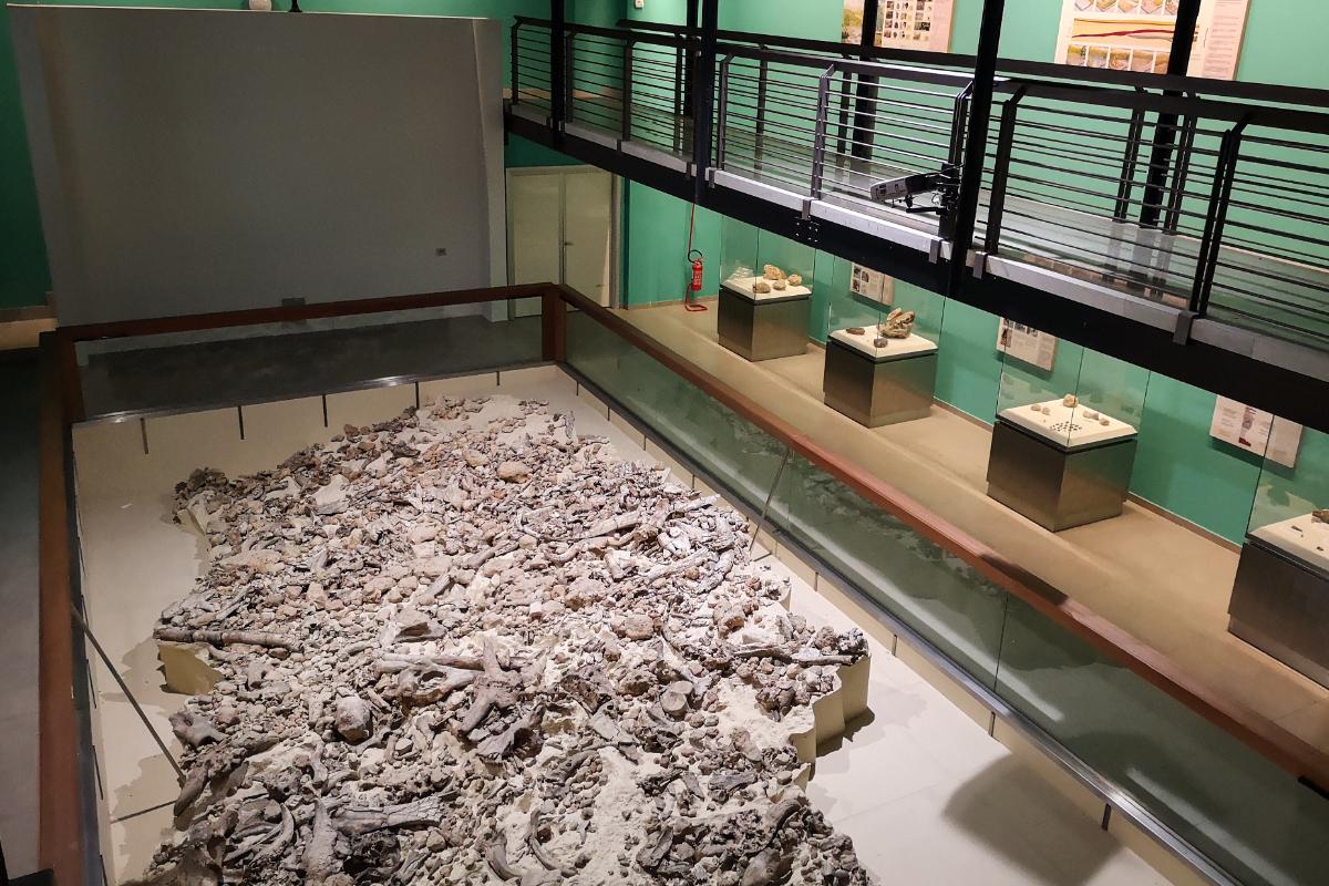 Museo Paleolitico reperti fossili