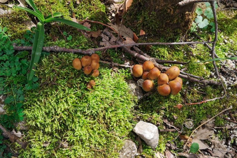 flora-funghi-oasi-wwf-guardiaregia