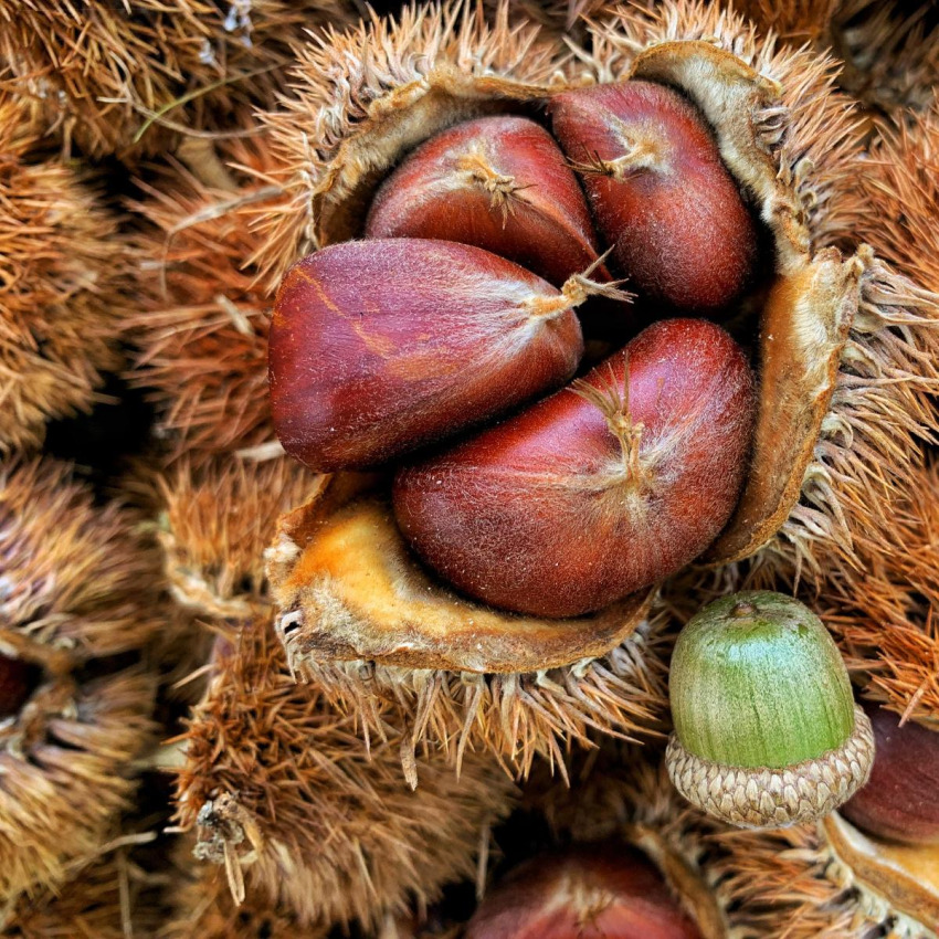 Sagra della Castagna
