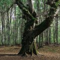 Faggeta vetusta dei Monti Cimini